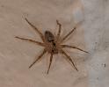 Oecobius_annulipes_D3219_Z_88_Valle Gran Rey_Spanje